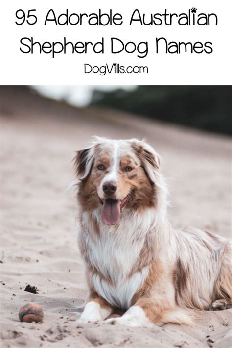 95 Adorable Australian Shepherd Dog Names - DogVills