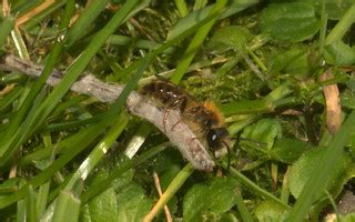 Tawny Mining-bee (Andrena fulva) | Nests, females emerging, … | Flickr