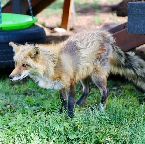 Colorado Wolf and Wildlife Center - Home