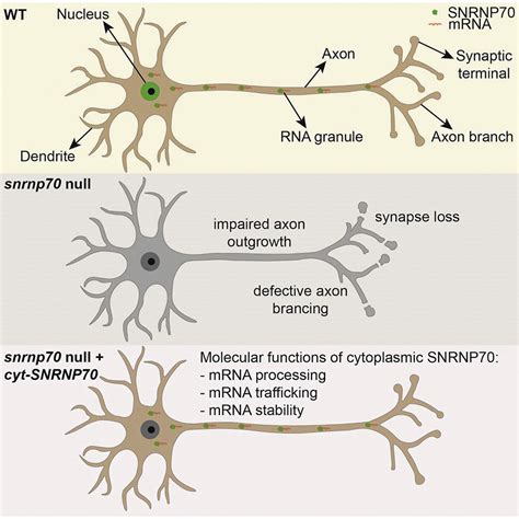 Scientists identify novel essential non-nuclear roles of spliceosome protein during neuronal ...