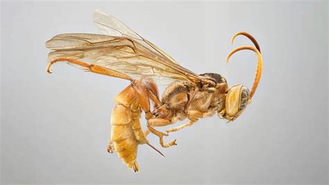 New 'vampire' wasp discovered in the Amazon