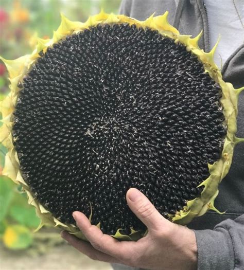 American Giant Hybrid Sunflower Seeds 15 Seeds | Etsy