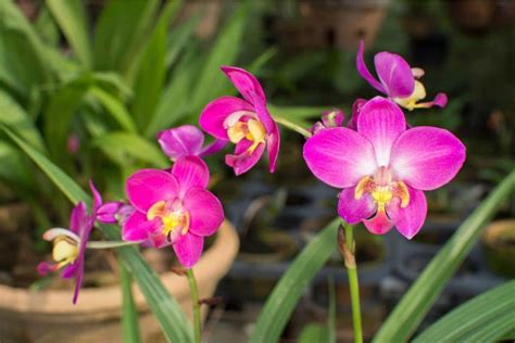 10 Common Types of Orchids for Your Home and Garden | Florgeous