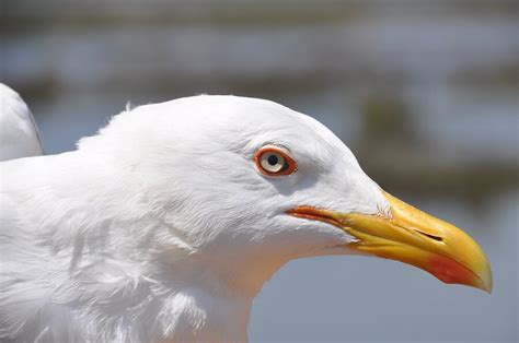 Yellow-legged gull adapts its annual lifecycle to human activities to ...