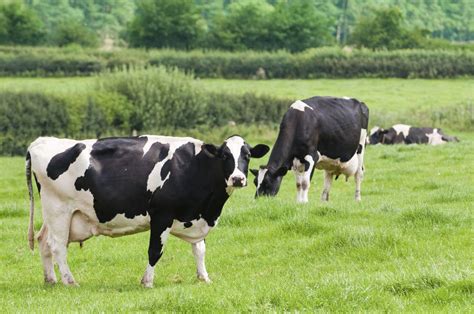 8 things you need to know to succeed in dairy farming