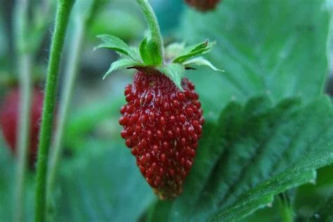 5 Best Strawberry Varieties for Containers (& Where to Get ‘Em) – Bountiful Gardener