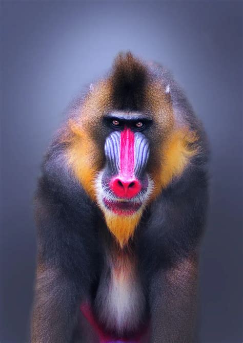 Portrait of a dominant male Mandrill. Mandrills have the most colorful ...