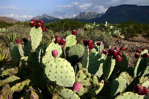 Prickly Pear Cactus : Photos, Diagrams & Topos : SummitPost