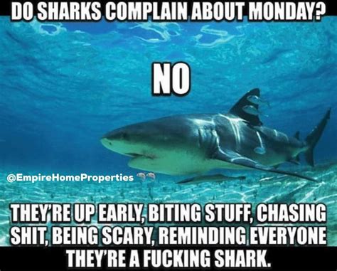 Baby Shark Funny Quotes - ShortQuotes.cc