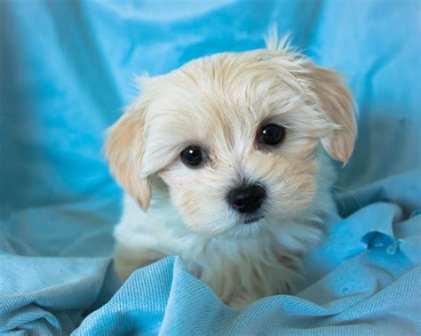 Maltese x Shih Tzu Female Puppy For Sale | April 28th 2018 | Paradise Puppies