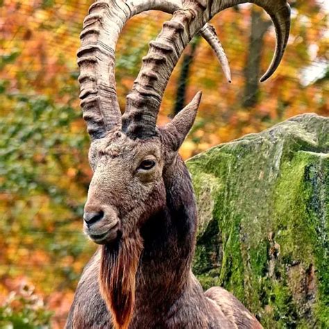 Siberian Ibex - Facts, Diet, Habitat & Pictures on Animalia.bio