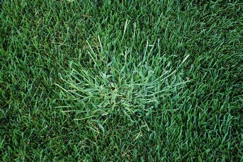 Crabgrass and Spring - Clark's Lawnscapes