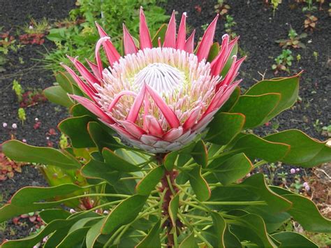 Pin on Proteas (Proteaceae)