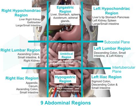 birleşme kapı aynası zarf epigastric region contains what organs ...