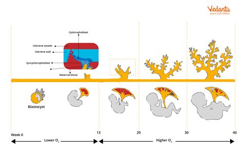 How Does Placenta Develop