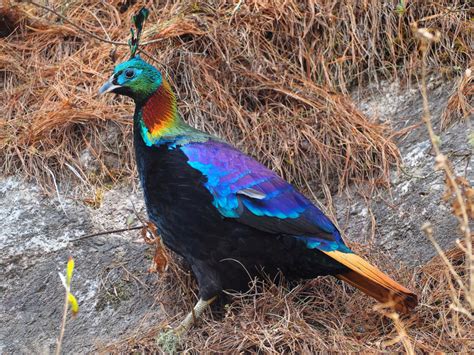 Lophophore resplendissant (Lophophorus impejanus)