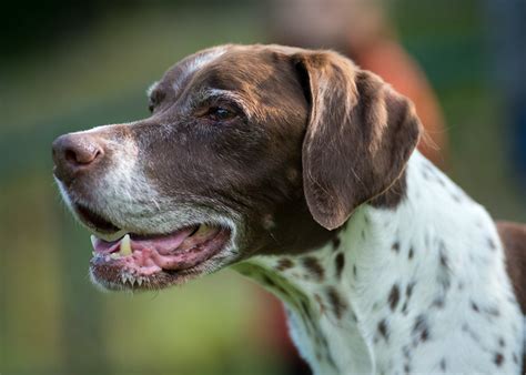 Pointer Pictures and Informations - Dog-Breeds.com