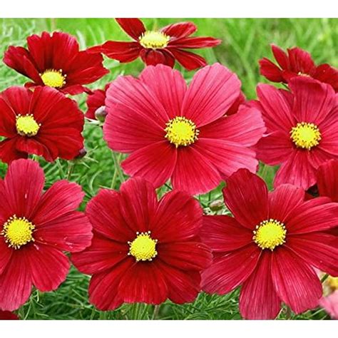 200+ Carmine Red Cosmos Bipinnatus Sensation Dazzler Flower Seeds, Annuall, Crimson, Decorative ...