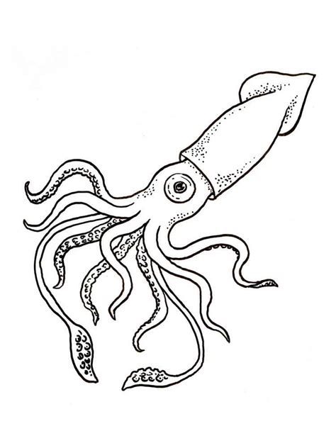 Squid coloring pages