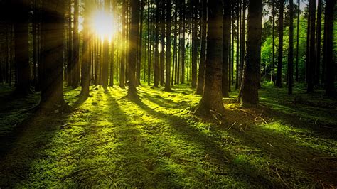 Cultivos forestales o desiertos verdes - Planta un árbol - Bosquia