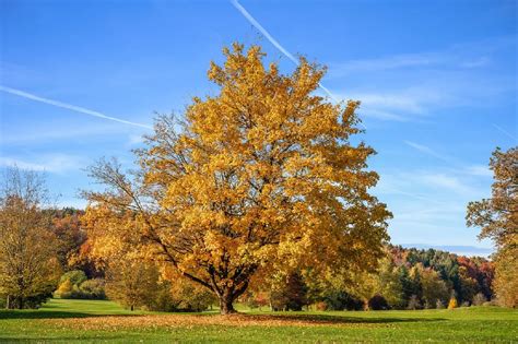 Silver Maple Tree for Sale - Buying & Growing Guide - Trees.com