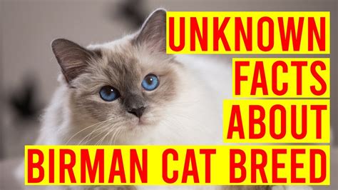 10 Interesting Facts About Birman Cat Breeds/ All Cats - TheStrongCat
