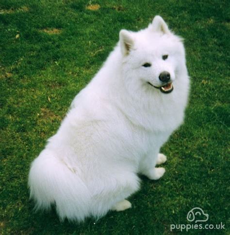 10 Best White Dog Breeds - Dog Breed Guide With Pictures