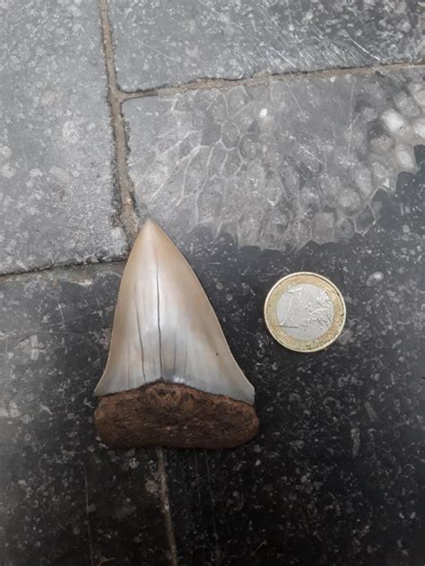 real carcharodon teeth or reproduction ? : r/fossilid