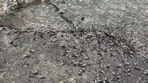 Giant swarm of flying ants spotted from space over UK | UK News | Sky News