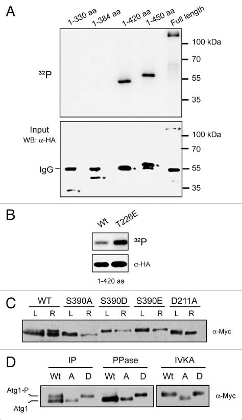 Autophosphorylation at ser-390 is responsible for the slowermigrating ...