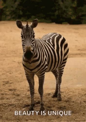 Zebra Zebras GIF - Zebra Zebras Animal - Discover & Share GIFs