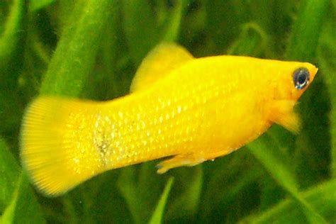 Sacramento Aquarium Society - Spawning Report - Gold Dust Molly ...