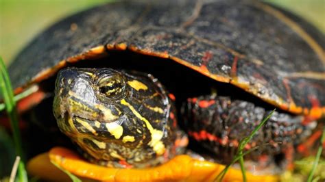 How Fast Do Painted Turtles Grow? – The Turtle Hub