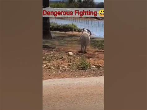 Dangerous Sheep fighting 😳 - YouTube