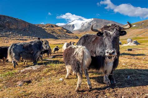 TREKKING IN ALTAI MOUNTAINS | TREKKING IN ALTAI MOUNTAINS