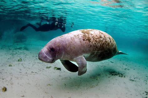 Manatee Appreciation Day (31st March, 2021) – Days Of The Year