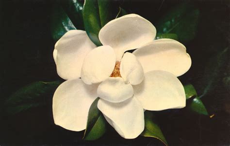 Magnolia Blossom, Mississippi | SDLOTU