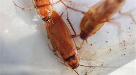 The Top 4 Definite Signs That You Have A Roach Infestation - VidaPaper