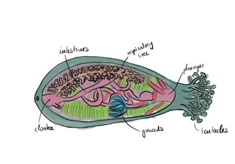 Sea cucumbers are more than fat blobs – Kate Hildenbrand