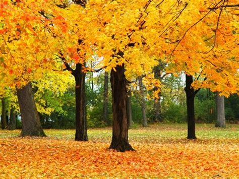 Wisconsin Fall Colors- 16 Top Spots for Epic Fall Foliage