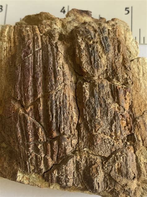 Plant fossils from Texas - Fossil ID - The Fossil Forum