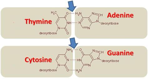 ROSALIND | Glossary | Base pair