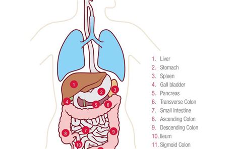 What is an Ostomy / Types of Ostomies - Ostomy Canada Society