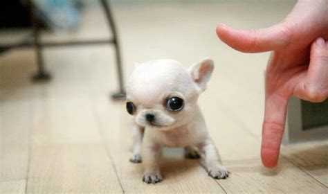 25 perros más pequeños y adorables que vas a querer tener