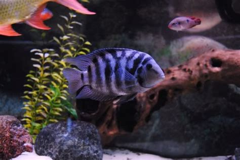 Green+Terror+Cichlid+Tank+Mates | ... topic - Oscar, Green Terror, Texas, Firemouth, Festae ...