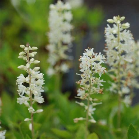 Clethra alnifolia 'Sixteen Candles' (Sweet Pepper Bush)