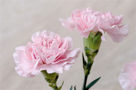 Carnation Day | Holiday Smart