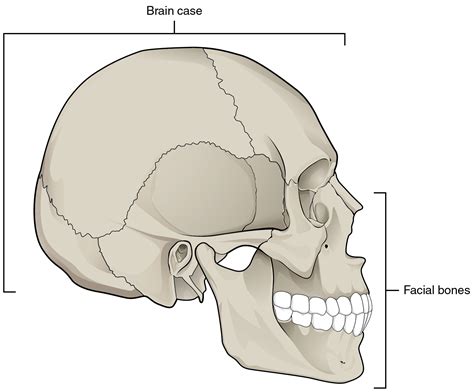 7.2 The Skull – Anatomy and Physiology