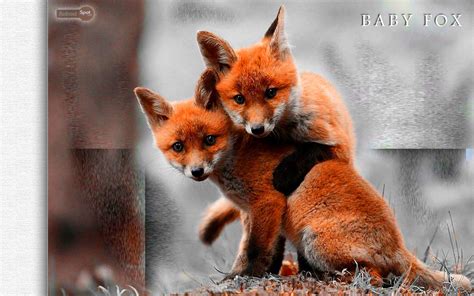 Baby Fox Wallpapers - Wallpaper Cave