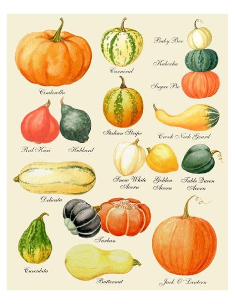 Pumpkin Print Pumpkin Art Pumpkin Chart Print Harvest